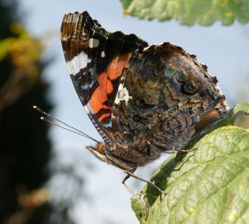 Réf. 216 994 : Vanessa atalanta